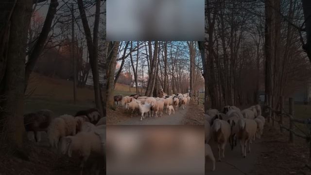 Метод. Один козёл управляет целым стадом овец. Козёл-иуда смотреть онлайн