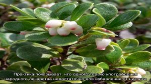 Правила применения толокнянки при цистите, результаты лечения