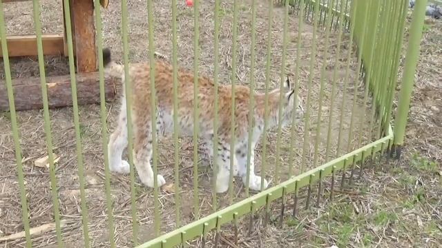 Вольер для рысей в очень живописном месте?? ПАРК ЗЕМЛЯ ПРАЙДА ? смотреть онлайн