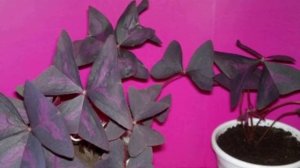 Пересадка, формирование и обрезка оксалиса. Омолаживаем кислицу.