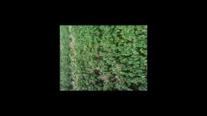 ВОССТАНОВЛЕНИЯ КАРТОФЕЛЯ ПОСЛЕ СИЛЬНЫХ ЗАМОРОЗКОВ# ВОССТАНОВЛЕНИЯ РОСТА КУСТОВ КАРТОФЕЛЯ# ЧАСТЬ 2