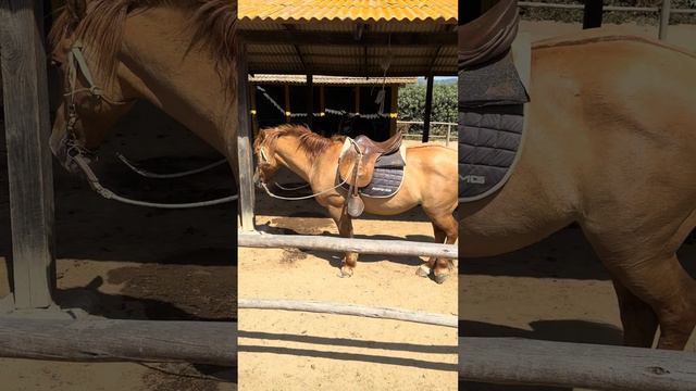 Mercedes-AMG 1 horsepower смотреть онлайн