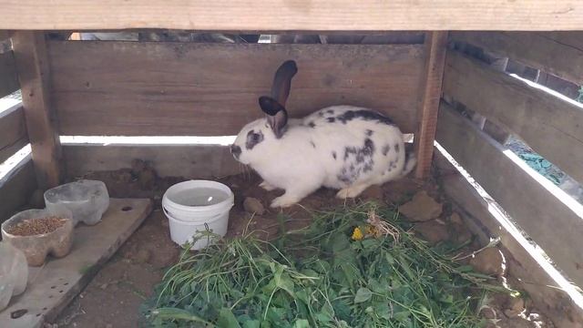 Купил кролика Порода: БАБОЧКА смотреть онлайн