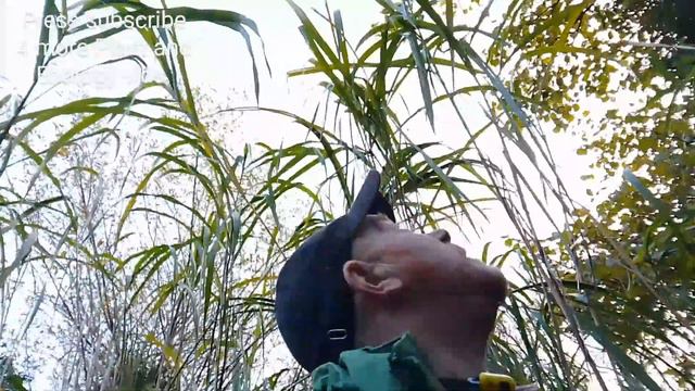 Giant grass - Miscanthus sinensis at Camp Ibex 17Nov 2023 16:06 смотреть онлайн