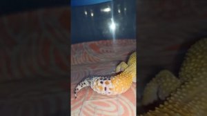 Боевой режим эублефаров! Банана против полоза Оливии.