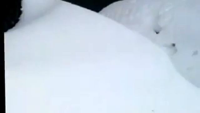 Игривая собачка! Аномальный снег в Усть-Каменогорске