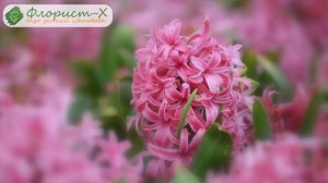 Посадка гиацинтов – куда и как сажать гиацинты в открытый грунт