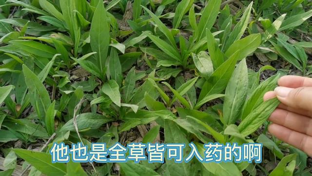 钻叶紫菀，一种田间地头常见的植物，却是很好的中草药，湿疹疮毒的来看看 смотреть онлайн