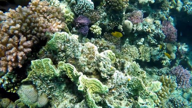 Египет Красное море egypt red sea смотреть онлайн