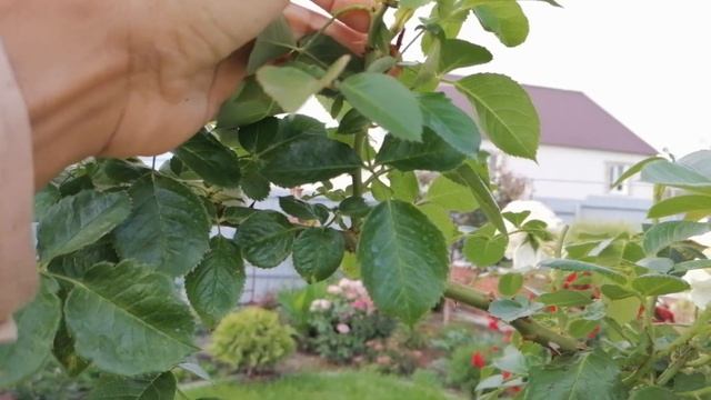 Роза Монд Жорден Эма Мезон смотреть онлайн