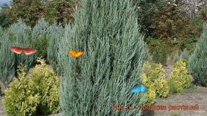 Можжевельник скальный Скайрокет (skyrocket) ? обзор: как сажать, саженцы можжевельника Скайрокет