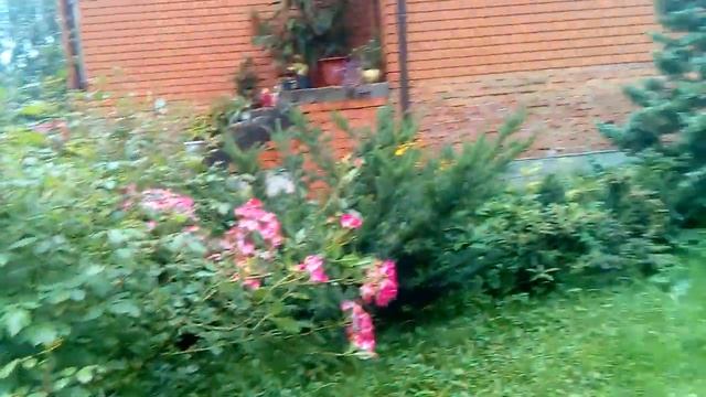 Мускусная роза Bukavu в августе смотреть онлайн