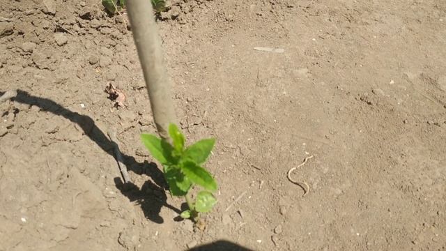 Зизифус унаби,опыт размножения. смотреть онлайн