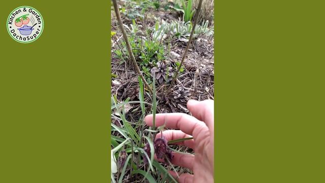 Красота на даче. 18 апреля 2020 смотреть онлайн