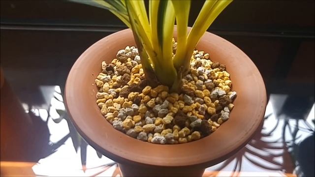 An Orchid Haul Of Just One Orchid - Cymbidium Sinense Da-Mo-Zhong-Tou 達摩中透