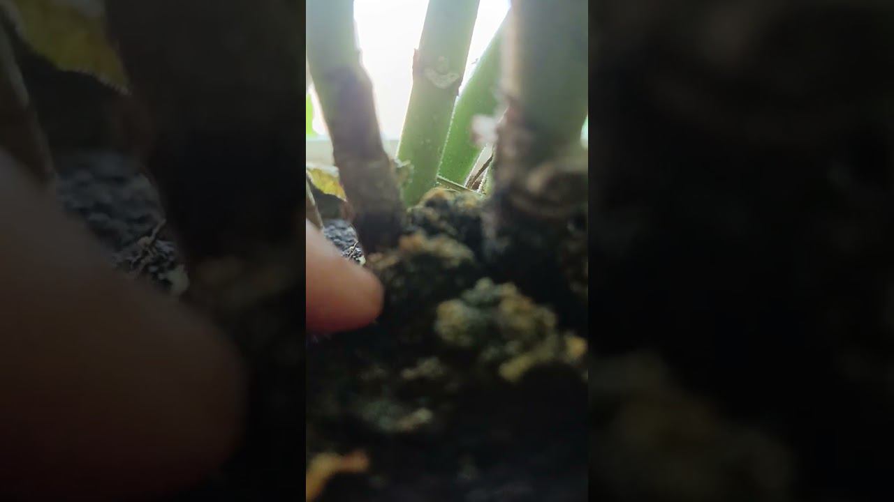 Джунгли смотреть онлайн