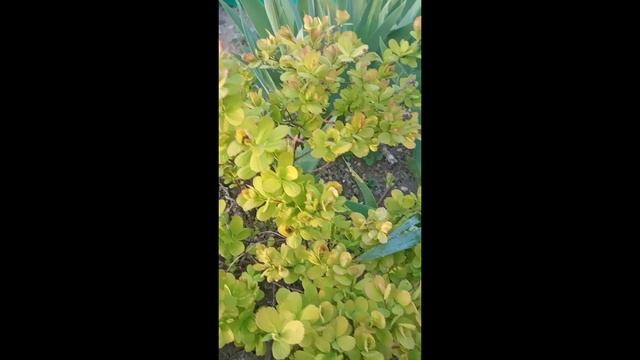 Спирея березолистная #Shorts смотреть онлайн