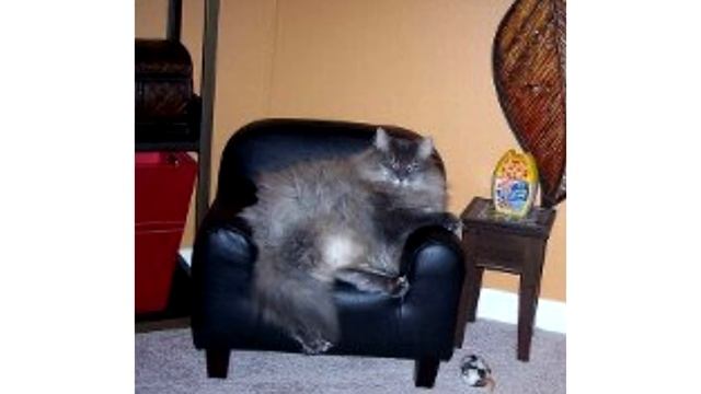 Кто такие Коты? смотреть онлайн