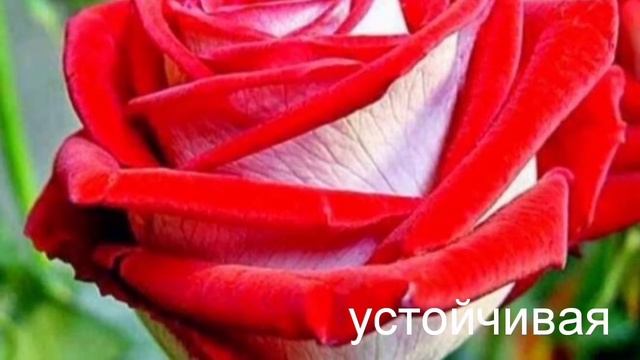Роза Альянс. смотреть онлайн
