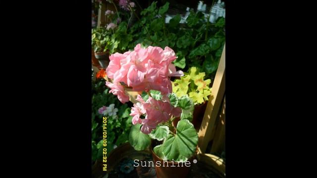 38.Chelsea Gem 1,첼시 젬 ,Pelargonium смотреть онлайн