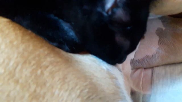 Amor Animal смотреть онлайн