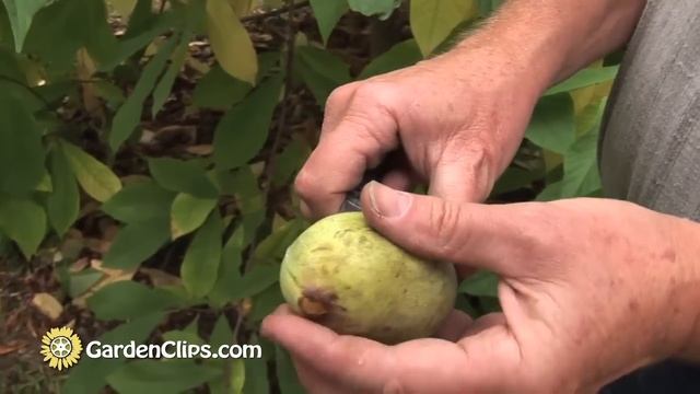 Paw Paw Tree - Asimina Triloba - How To Eat A Paw-Paw Fruit And Harvest Seeds #pawpaw