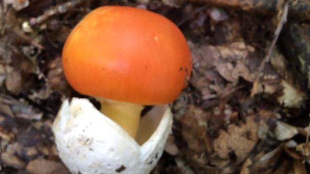 @gombavideo Császárgomba, Császárgalóca, Amanita caesarea, Der Kaiserling, Caesar's mushroom смотреть онлайн