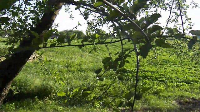 VLOG Какой у нас в селе огород? смотреть онлайн