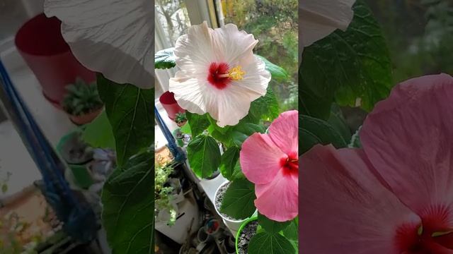 гибискусы адоникус смотреть онлайн