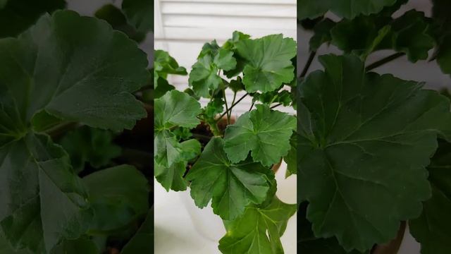 Пеларгония ЮВ Звезда Водолея. Делаю прищипку и наращиваю кустик. #pelargonium #pelargonia
