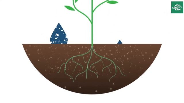 Роль воды для растений - Курсы от Bilancia смотреть онлайн