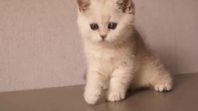 Richard Prima Artistry-затушеванная шиншилла