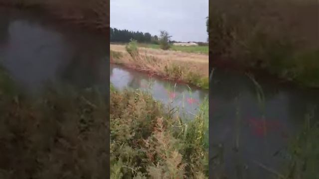 Село Красная речка. Cброс в реку отходов производства компании Tomat KG. Гибнет рыба_2 смотреть онлайн