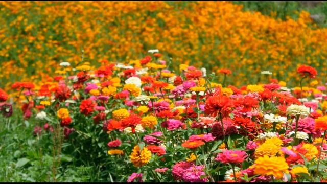 Цветочная поляна смотреть онлайн