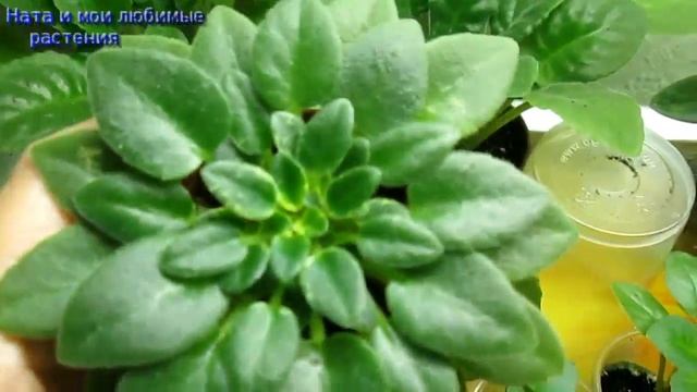 Комнатные цветы// Беглый обзор стеллажа: используем всё пространство по максимуму