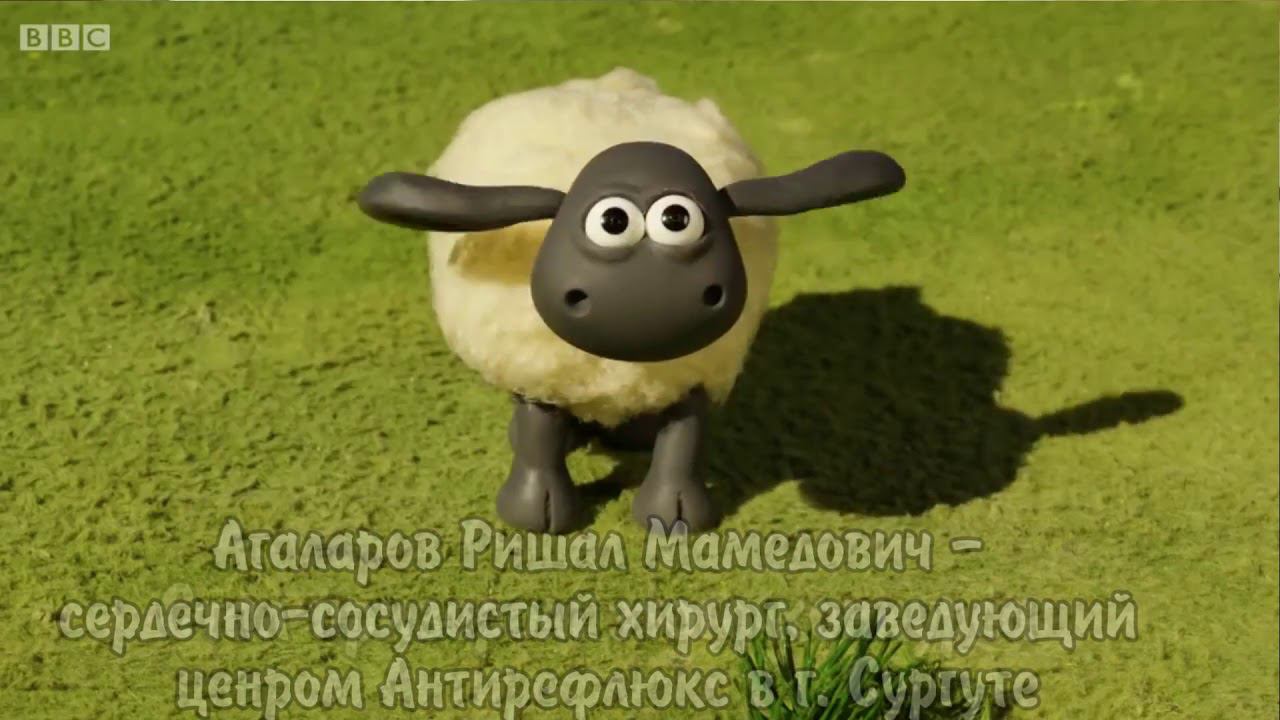 Экспериментальное изучение методов облитерации вен на баранах в Сургуте смотреть онлайн