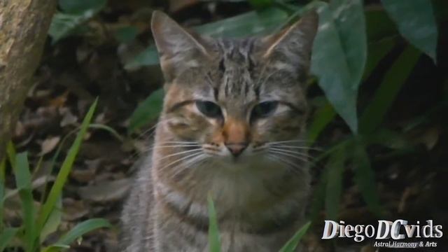 Tabby cat - Felis catus (Felinae) кот Florianópolis, Brasil смотреть онлайн