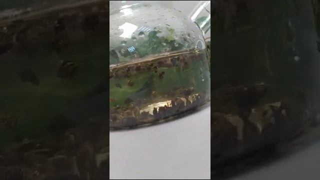 Как заварит ганпаудер? смотреть онлайн