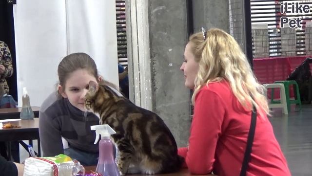 Как подготовить кошку к выставке? смотреть онлайн