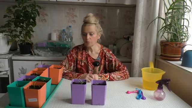 Не растёт рассада? Расскажем как это исправить!