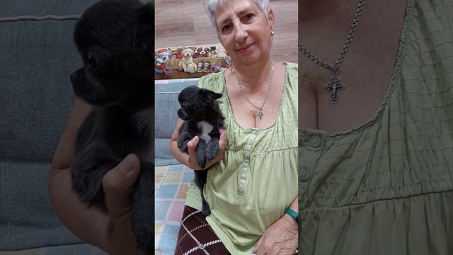 Джунгли Купидонович ПРОДАЖА окрас голубой длинношерстный питомник чихуахуа Кастропуло +79787458062 смотреть онлайн