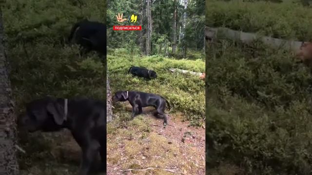 Щенок Кане Корсо в поисках семьи. смотреть онлайн