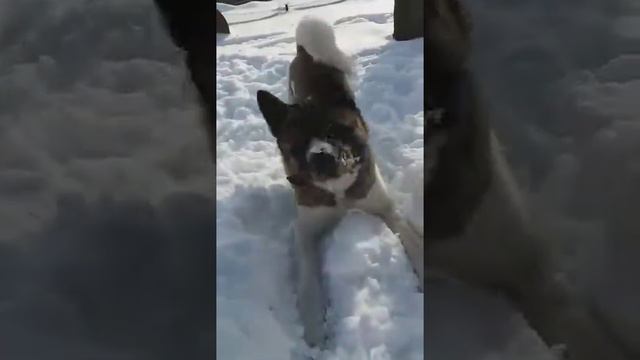АКИТА ЕТИ смотреть онлайн