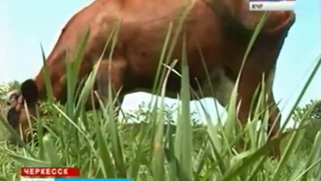 От подсобного хозяйства до крестьянско-фермерского смотреть онлайн