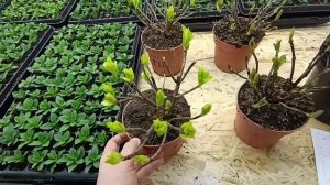 Гортензии полуфабрикат | Крупнолистная