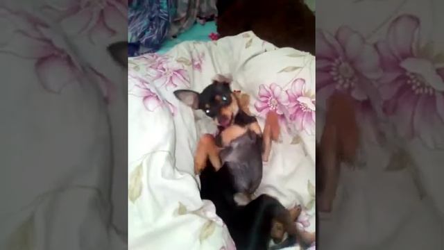 ЗЛАЯ СОБАКА ЛИНА НЕ ХОЧЕТ ВСТАВАТЬ! КАК РАЗБУДИТЬ СОБАКУ? смотреть онлайн