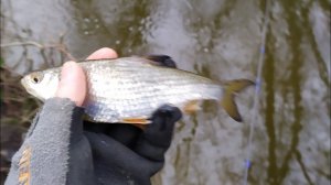 #221 Мормышинг | Спиннинг Gammarus | Как поймать плотву? |