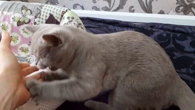#51 Чем кормить британских кошек чтобы они были здоровы и счастливы(#британские #кошки #happy #cats смотреть онлайн