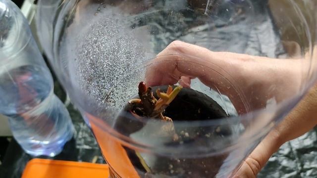 Филодендроны и монстеры (Philodendrons And Monsters)