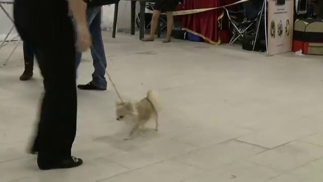 09 03 14 Монопородная выставка чихуахуа (КЧК) смотреть онлайн